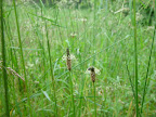 Grasses wearing tutus. 